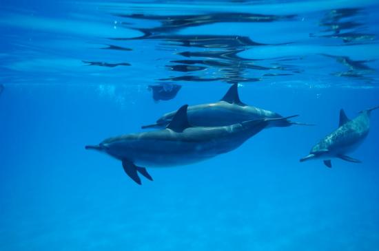 nos amis les dauphins